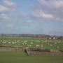 Champs de moutons