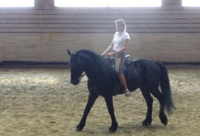 Démonstration de dressage