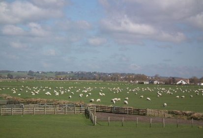 Champs de moutons