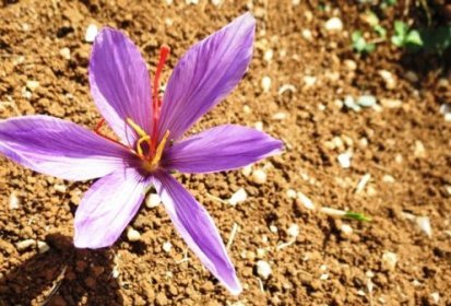 Crocus Satinus Linnaeus = SAFRAN